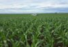 MS: Milho ganha protagonismo e reforça papel estratégico no agro brasileiro
