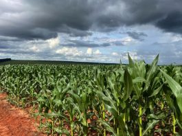 Milho segunda safra mantém bom potencial produtivo em Mato Grosso do Sul